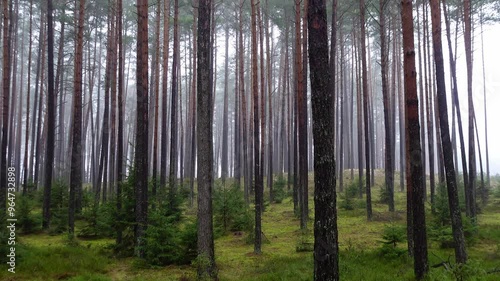 Early morning in a misty pine tree forest. Shot taken in natural light.