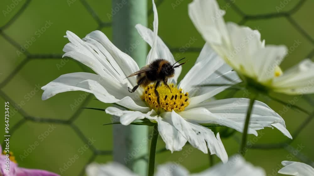a bumblebee (Bombus) feeding on a Cosmos (Cosmos bipinnatus) a bumblebee (Bombus) feeding on a Cosmos (Cosmos bipinnatus)