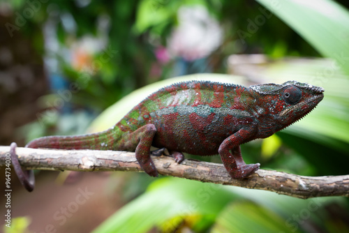 Chameleon perched on a branch in the lush rainforest of Madagascar, showcasing vibrant colors during daylight hours