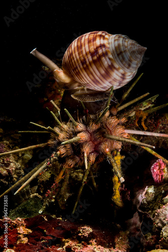 Cassis (Phalium granulatum) preying on an Alghero sea urchin. Sardinia. Sardinia. Italy photo