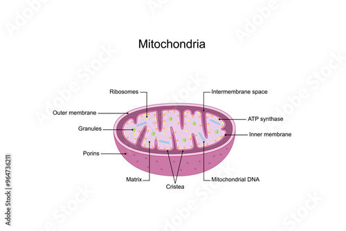 Mitochondria structure. Anatomy of motochondrion. ATP synthase, Cristae, Ribosomes (mitoribosome), Granule, Porins, DNA, Matrix, inner and outer membrane. Scientific educational vector illustration.