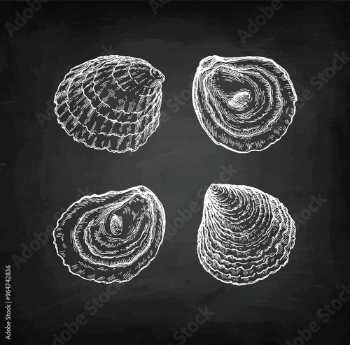 European oysters chalk sketch.