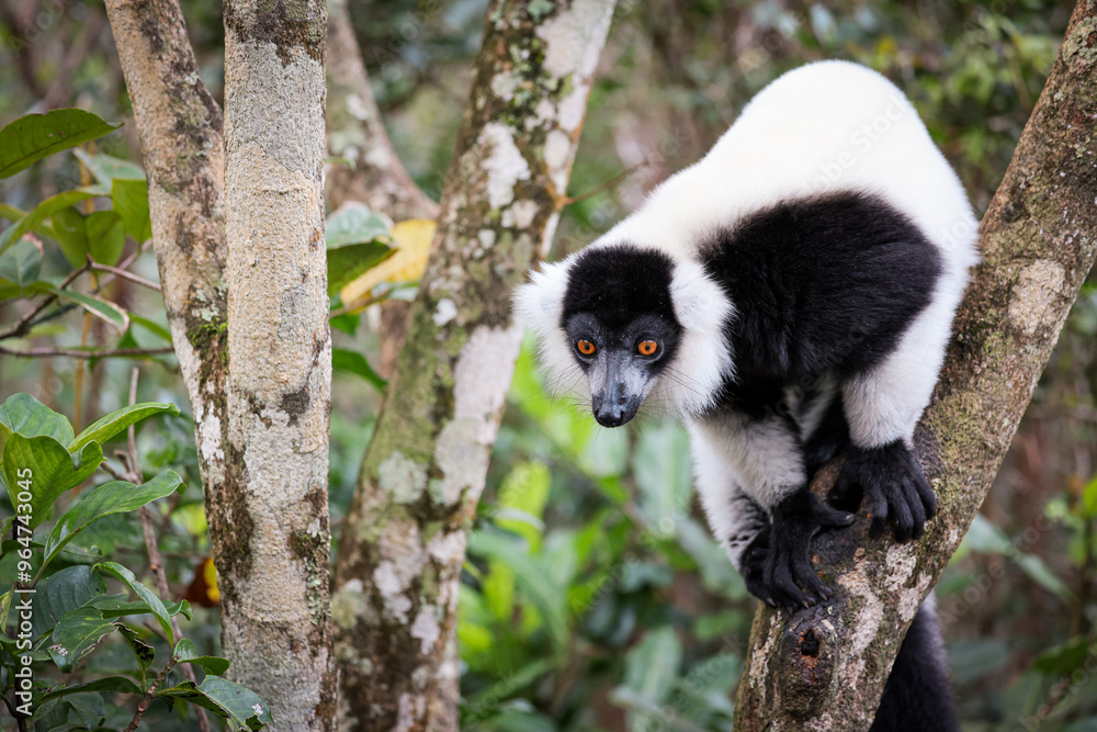 Fototapeta premium Indri lemur perched on tree branch in Madagascar during daytime, showcasing its unique black and white fur and bright orange eyes