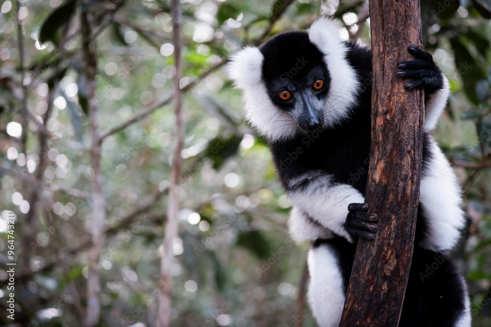 Fototapeta premium Indri lemur climbing a tree in the lush forests of Madagascar during daylight hours