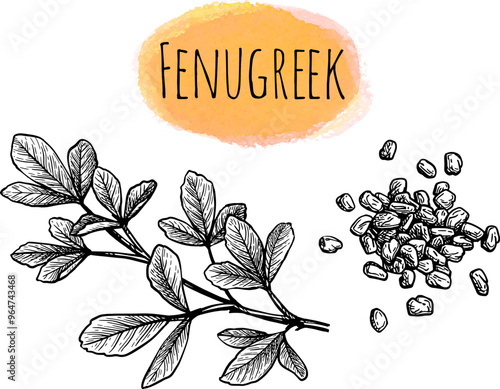 Fenugreek ink sketch.