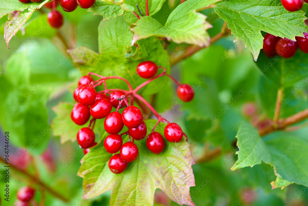 Red viburnum berries on a green bush. Viburnum opulus. Autumn berries on a bush. Red viburnum berries on a green bush. Viburnum opulus. Autumn berries on a bush.