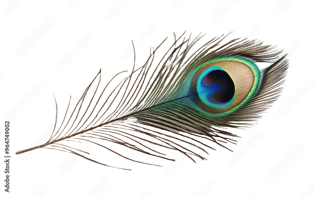 Fototapeta premium Peacock feather animal bird isolated on white or transparent background