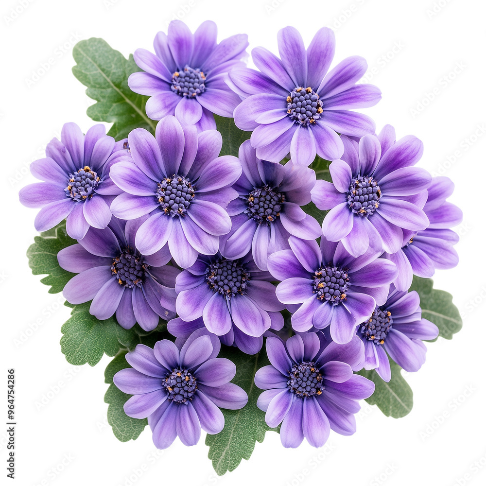 Cineraria flower on transparent background PNG Cineraria flower on transparent background PNG