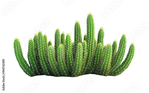 Cactus isolated on white or transparent background photo