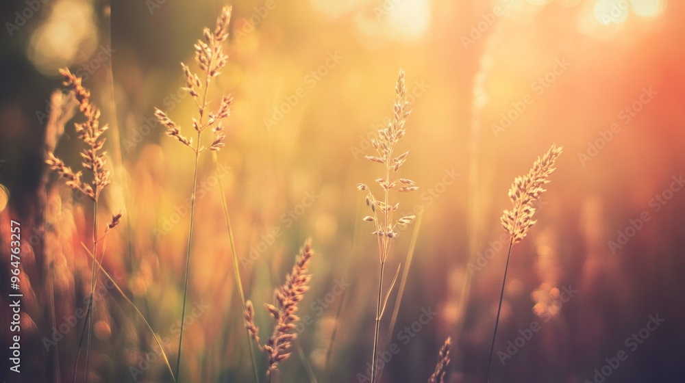Soft Sunset Glow Over Grass Soft Sunset Glow Over Grass