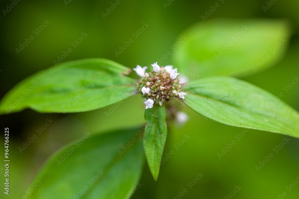Woodland false buttonweed, Spermacoce remota Woodland false buttonweed, Spermacoce remota