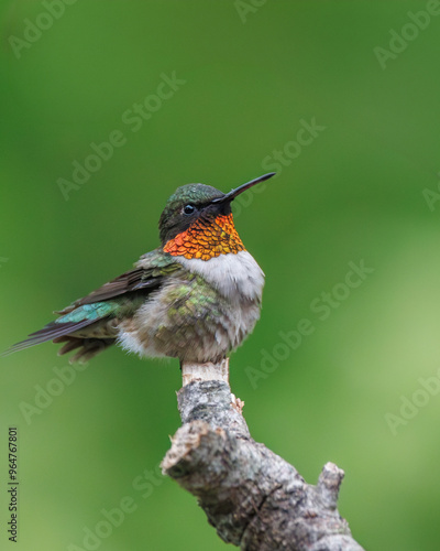 close up male ruby throated hummingbird perched on a branch