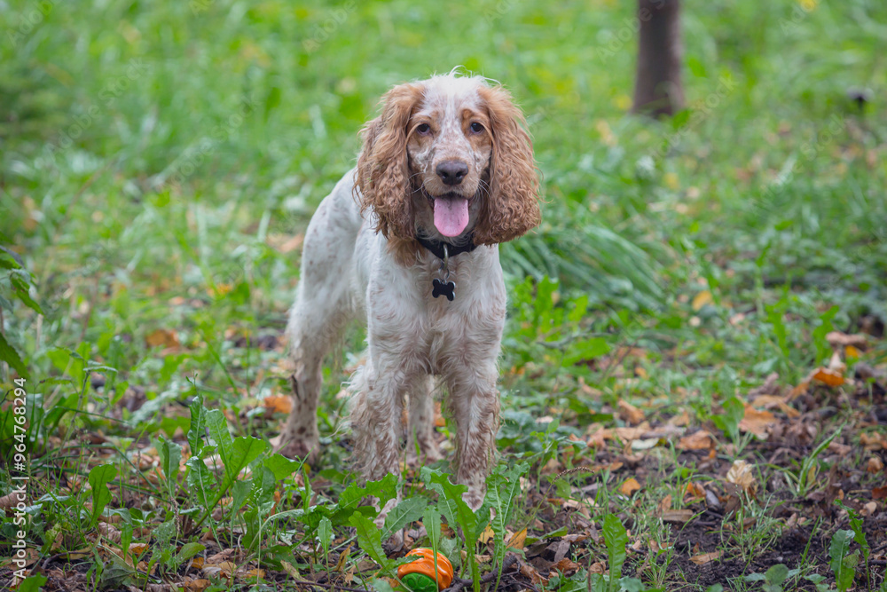 A beautiful dog of breed English Spaniel stands on a green lawn. Hunting dog breed. A beautiful dog of breed English Spaniel stands on a green lawn. Hunting dog breed.