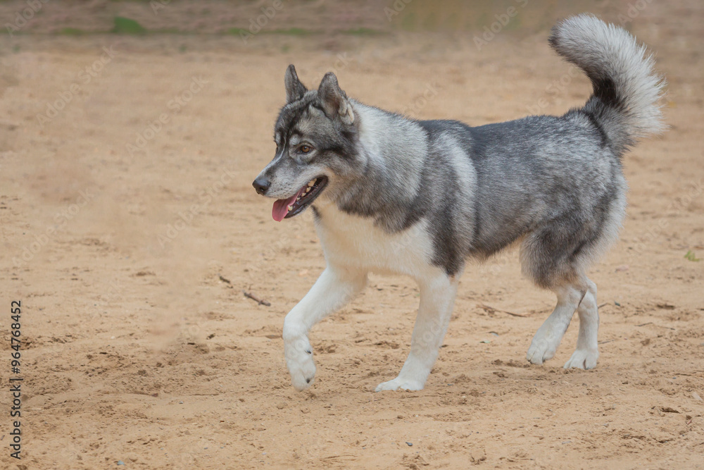 A Siberian Husky dog runs across a sandy field. A Siberian Husky dog runs across a sandy field.