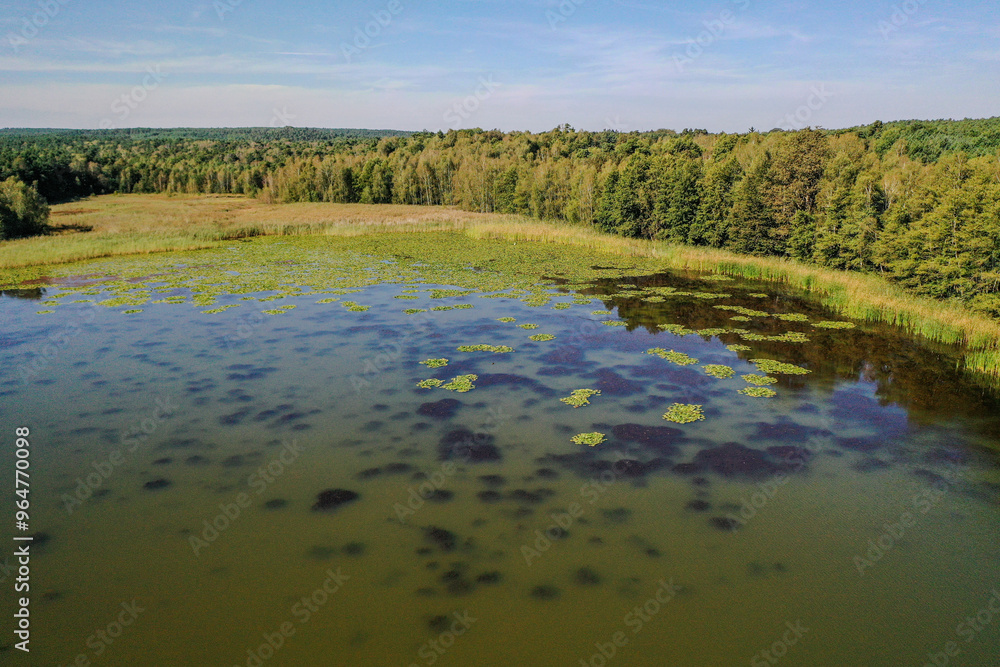 Fototapeta premium Seenlandschaft mit Seerosen, Biotop