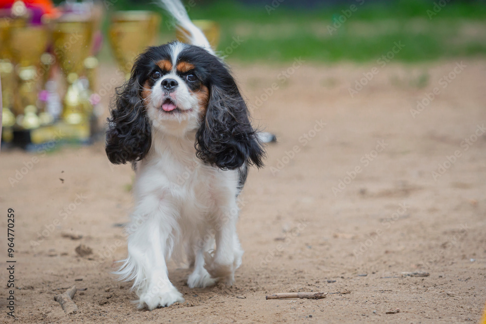 A handler demonstrates a Cavalier King Charles Spaniel dog at a dog show. A handler demonstrates a Cavalier King Charles Spaniel dog at a dog show.