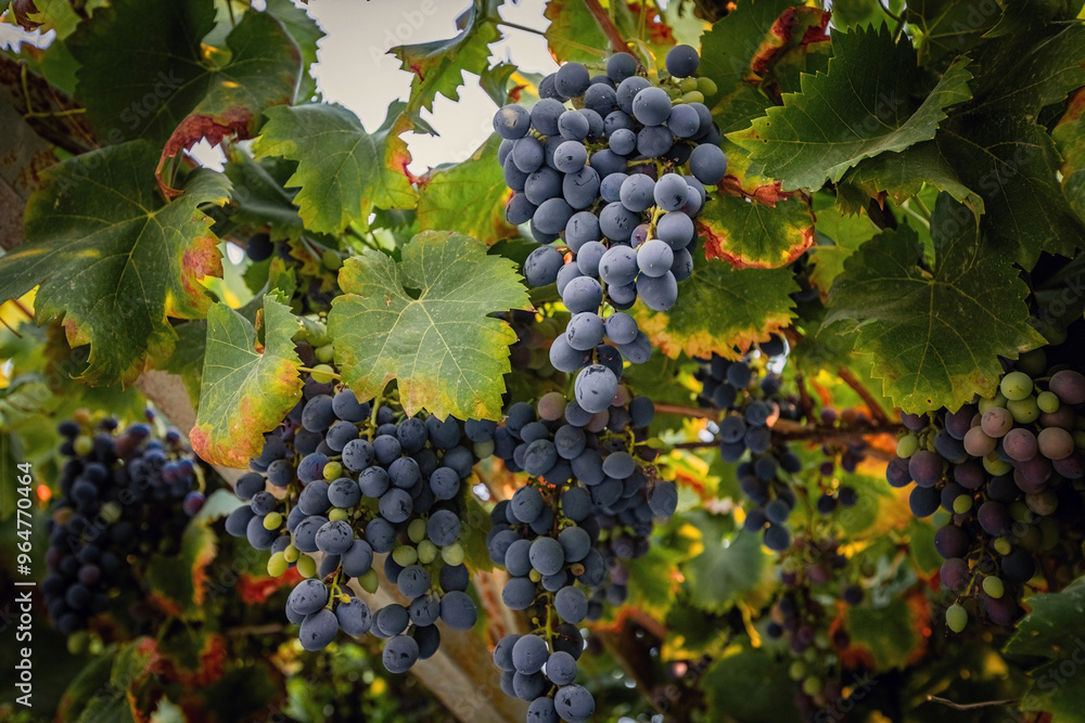 Fototapeta premium Bunches of purple grapes on the vine in the garden. Fresh ripe juicy grapes close up, harvest time