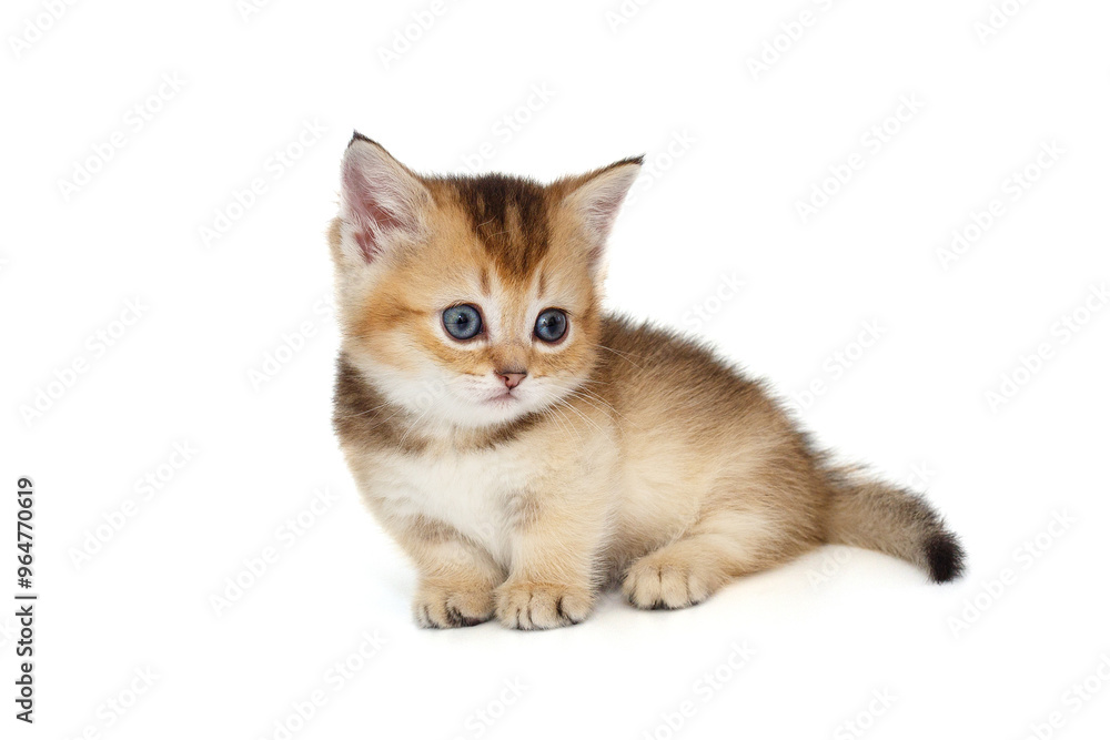 Obraz premium Funny little kitten looks around