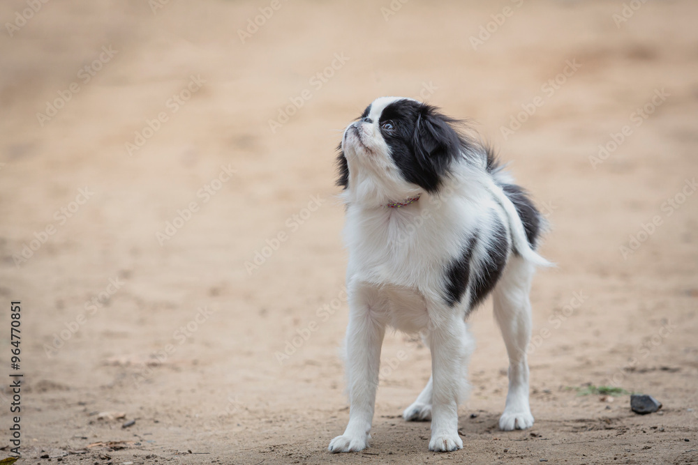 The Japanese Chin breed dog close-up on a sandy background The Japanese Chin breed dog close-up on a sandy background