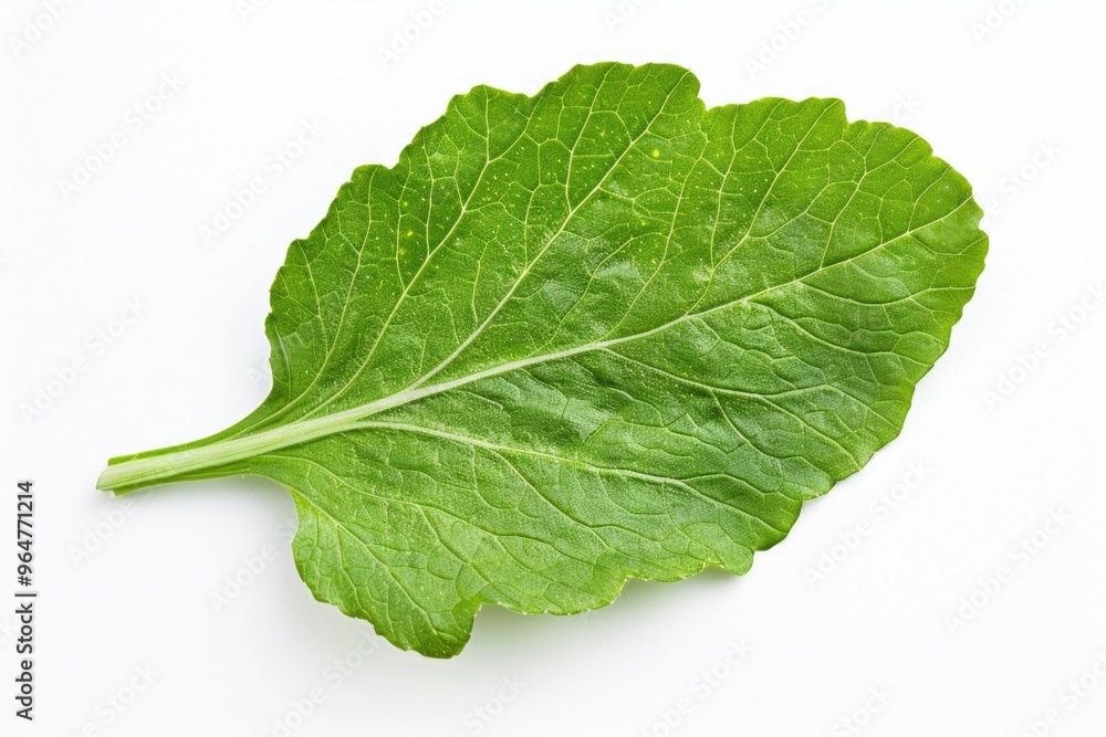 A close-up shot of a single leaf on a white surface A close-up shot of a single leaf on a white surface