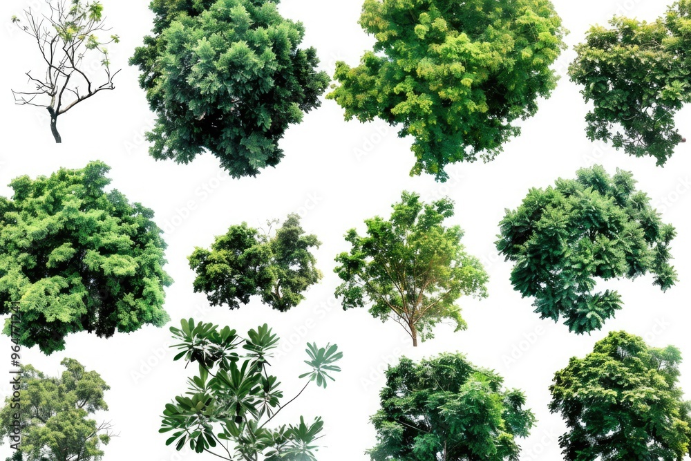 Collection of different tree species on a clean white surface, ideal for use in educational or commercial settings Collection of different tree species on a clean white surface, ideal for use in educational or commercial settings
