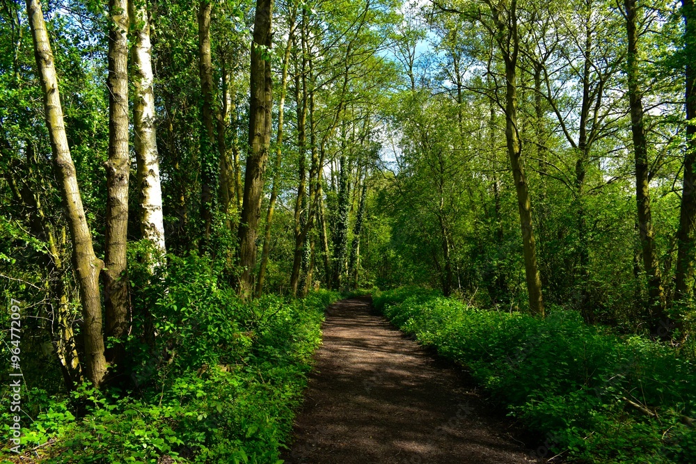 Path in the forest in summer, Brandon Marsh, West Midlands, England, UK Path in the forest in summer, Brandon Marsh, West Midlands, England, UK