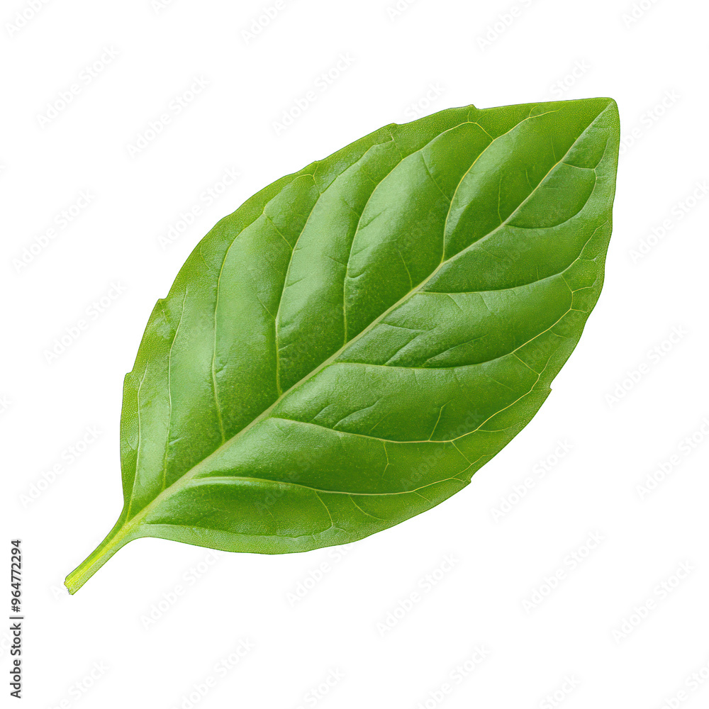 Fototapeta premium A fresh green leaf showcasing vibrant color and intricate texture, perfect for nature and culinary themed projects. transparent background