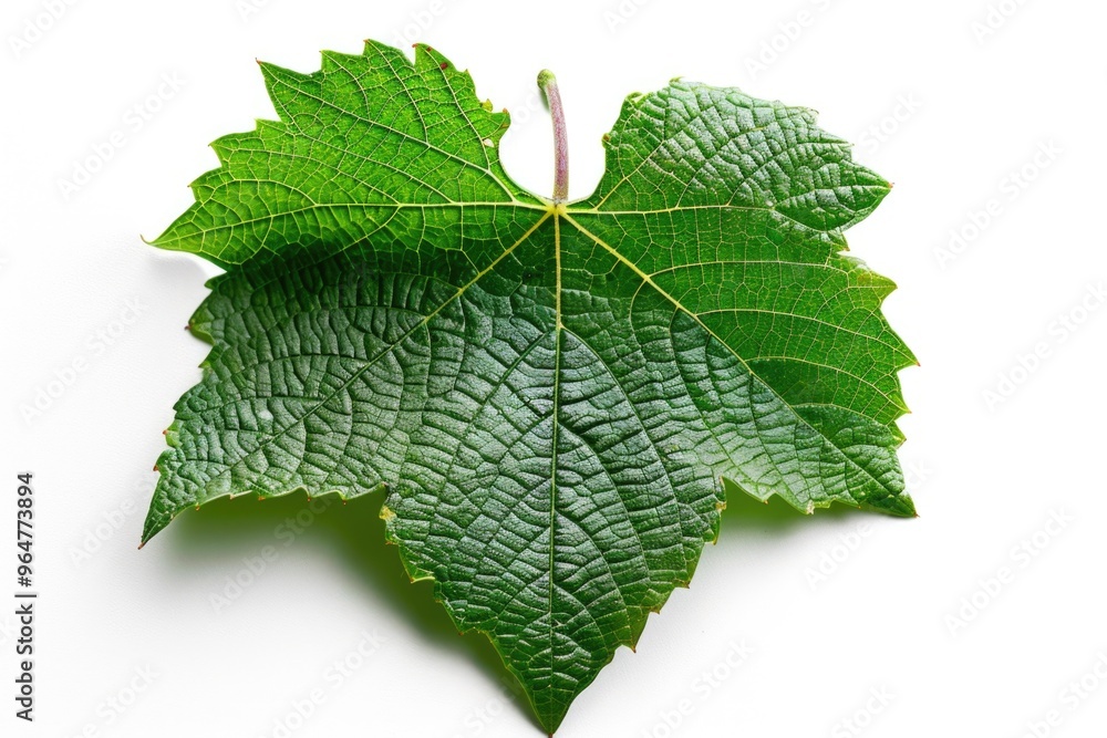Fototapeta premium A single green leaf placed on a clean white surface