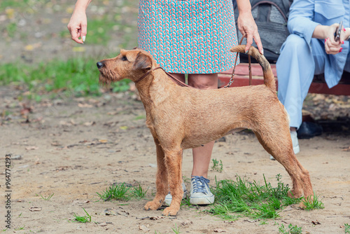 An Irish terrier dog in a stand. Dog at an exhibition with a handler.