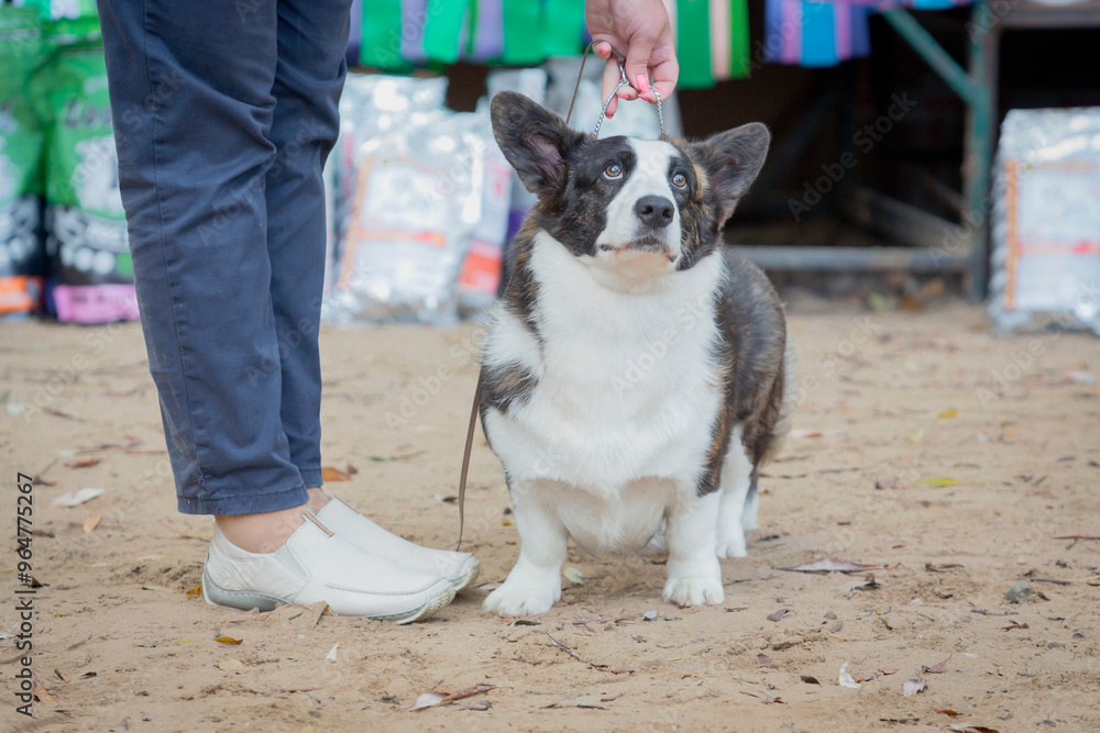 A Pembroke Corgi dog at a dog show A Pembroke Corgi dog at a dog show