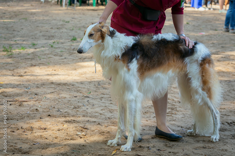Fototapeta premium Russian greyhound, or a Russian hunting greyhound at a dog show