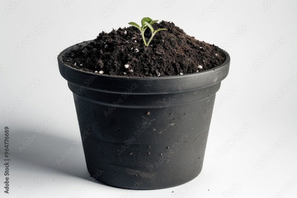A small plant sits in a black pot on a white surface, ready for display A small plant sits in a black pot on a white surface, ready for display