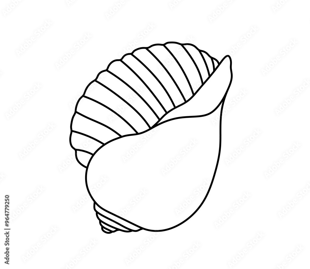 Vector isolated one single simple beautiful sea shell colorless black and white contour line easy drawing Vector isolated one single simple beautiful sea shell colorless black and white contour line easy drawing
