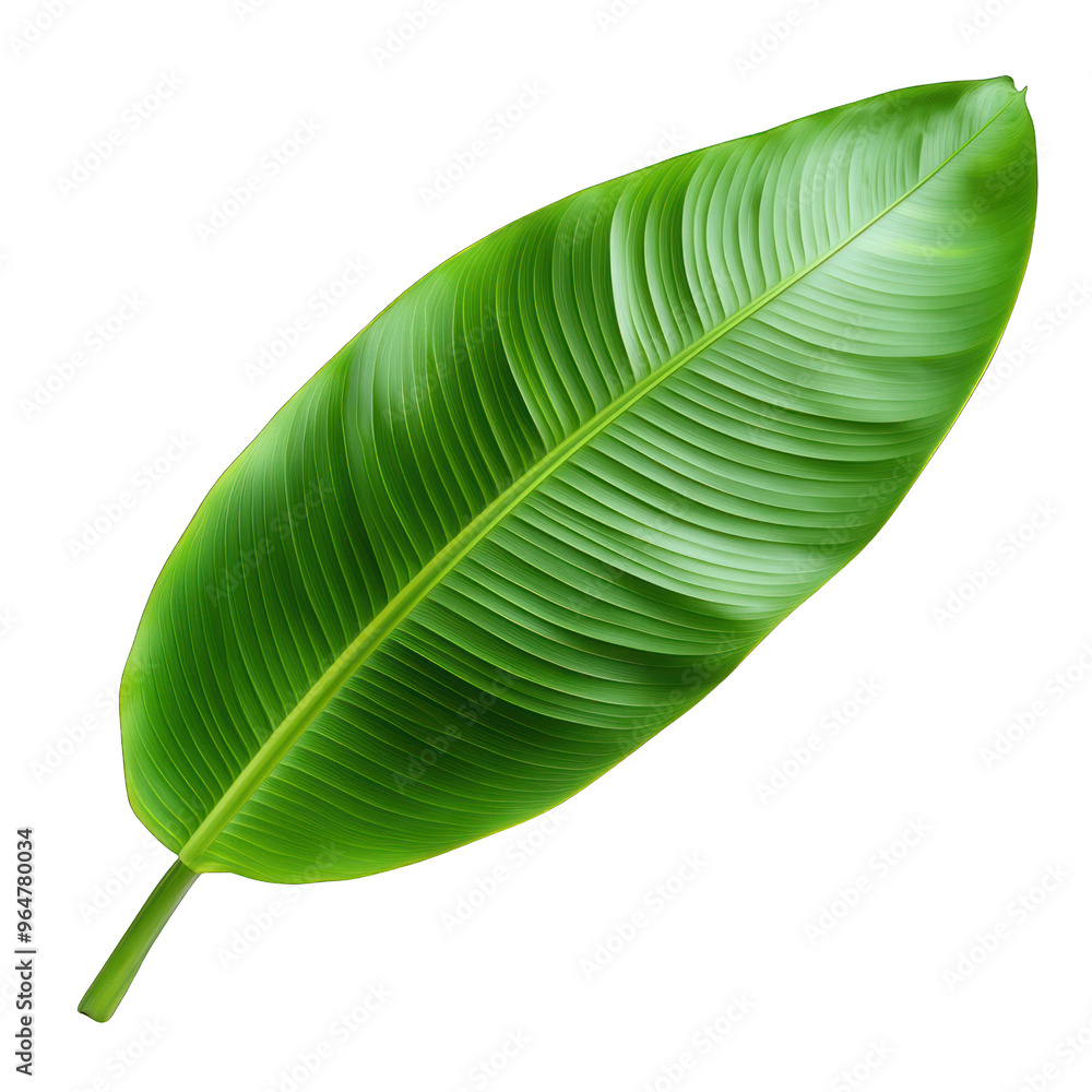 A vibrant green leaf showcasing its intricate texture and natural beauty, perfect for nature-themed projects and designs. transparent background A vibrant green leaf showcasing its intricate texture and natural beauty, perfect for nature-themed projects and designs. transparent background