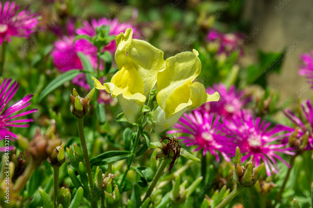 Fototapeta premium yellow flowers of Antirrhinum plant between witchs claw