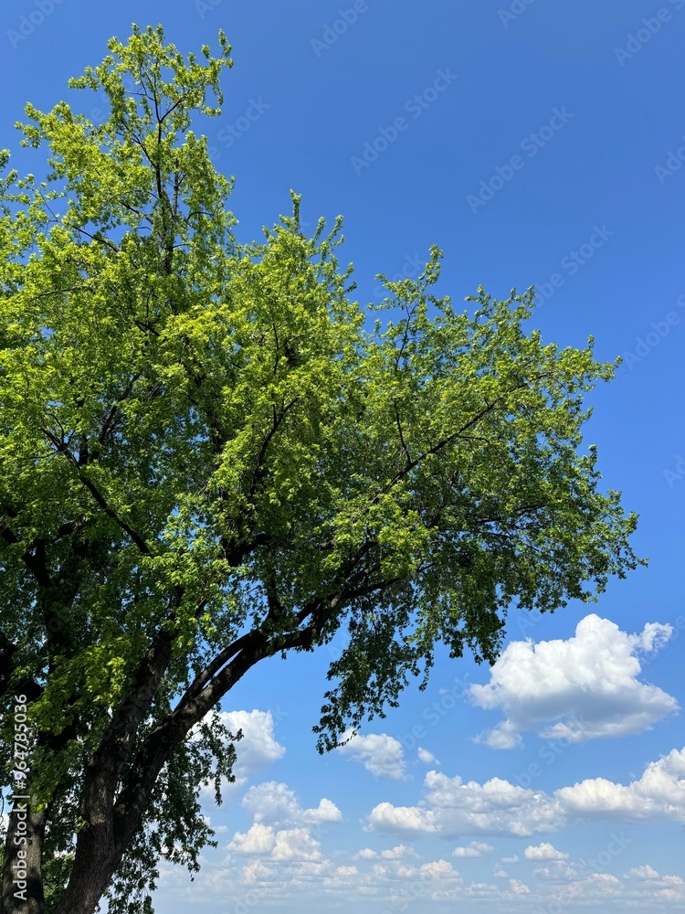 Fototapeta premium Tree green leaves and sky clouds