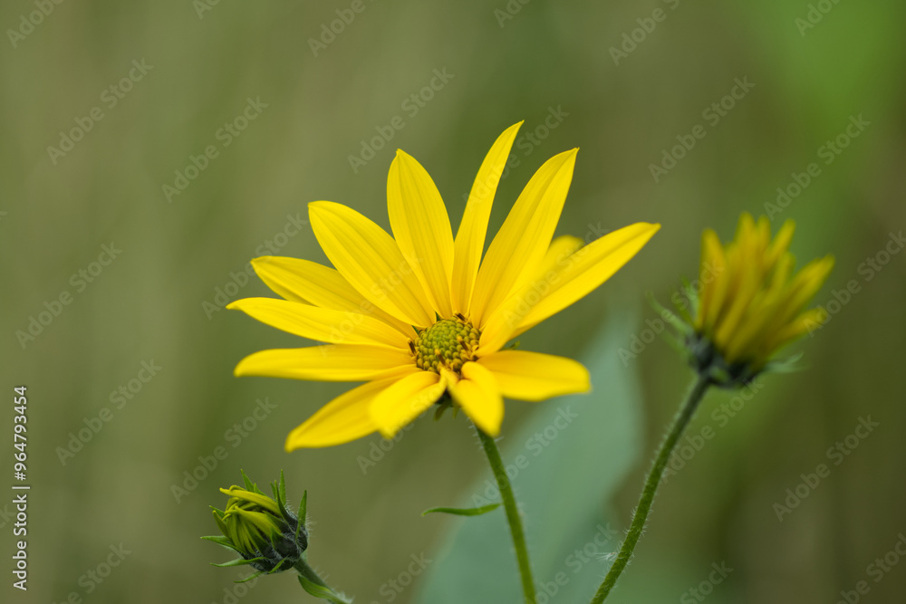Sunflower, hybrid sunflower close-up, yellow flower, yellow flowers with green background Sunflower, hybrid sunflower close-up, yellow flower, yellow flowers with green background