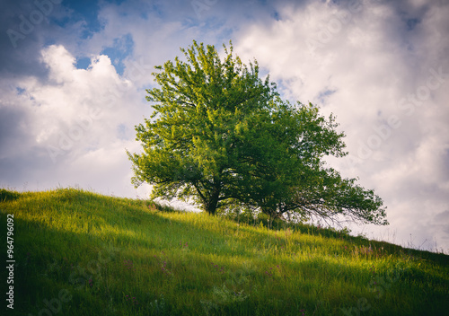 tree, sky, landscape, nature, grass, field, green, summer, meadow, blue, clouds, spring, horizon, cloud, lonely, environment, country, land, season, alone, beautiful, scene