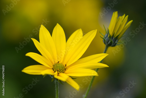 hybrid sunflower close-up, yellow flower, yellow flowers with green background, Sunflower