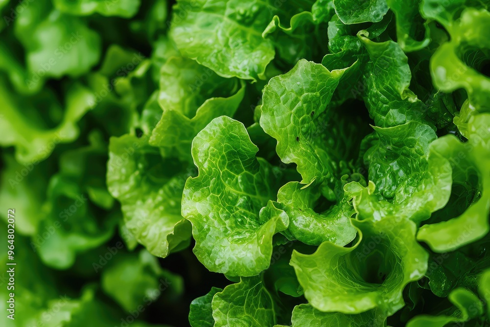 A close-up view of fresh, vibrant hydroponic lettuce leaves, ready for harvest. The leaves are glistening with moisture, showcasing the beauty of sustainable farming. A close-up view of fresh, vibrant hydroponic lettuce leaves, ready for harvest. The leaves are glistening with moisture, showcasing the beauty of sustainable farming.