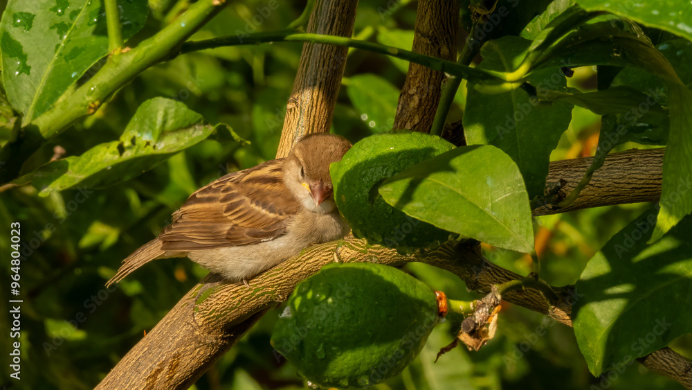 Fototapeta premium A young sparrow hides from the rain beneath a green lime tree, seeking shelter from the downpour. This cozy scene captures the bird's instinct to find safety in nature during a rainy moment.