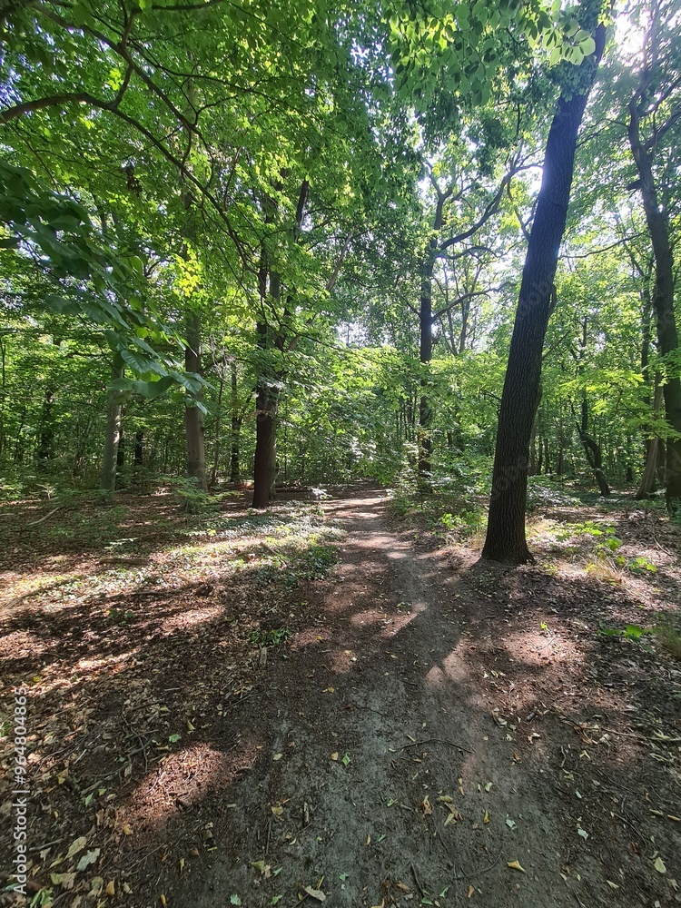 Path with sunlight in the Plänterwald Forest in Berlin Treptow Path with sunlight in the Plänterwald Forest in Berlin Treptow