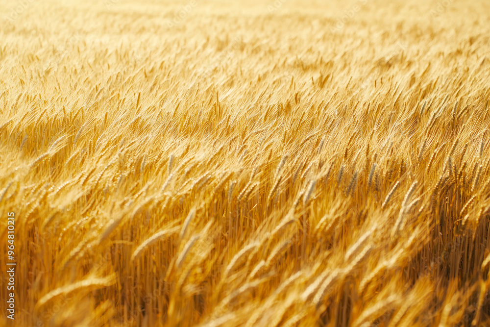 Gold wheat field. The idea of a rich harvest. Agriculture farm. Gold wheat field. The idea of a rich harvest. Agriculture farm.