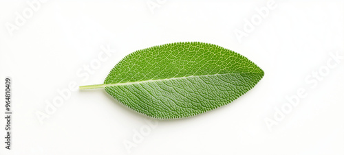 One fresh green sage leaf isolated on white, top view