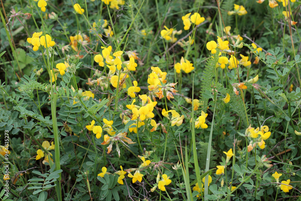 Lotus corniculatus grows among the grasses in the meadow Lotus corniculatus grows among the grasses in the meadow