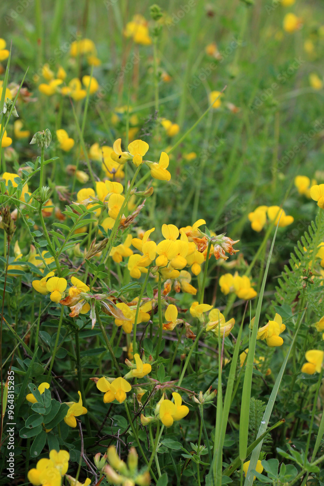 Lotus corniculatus grows among the grasses in the meadow