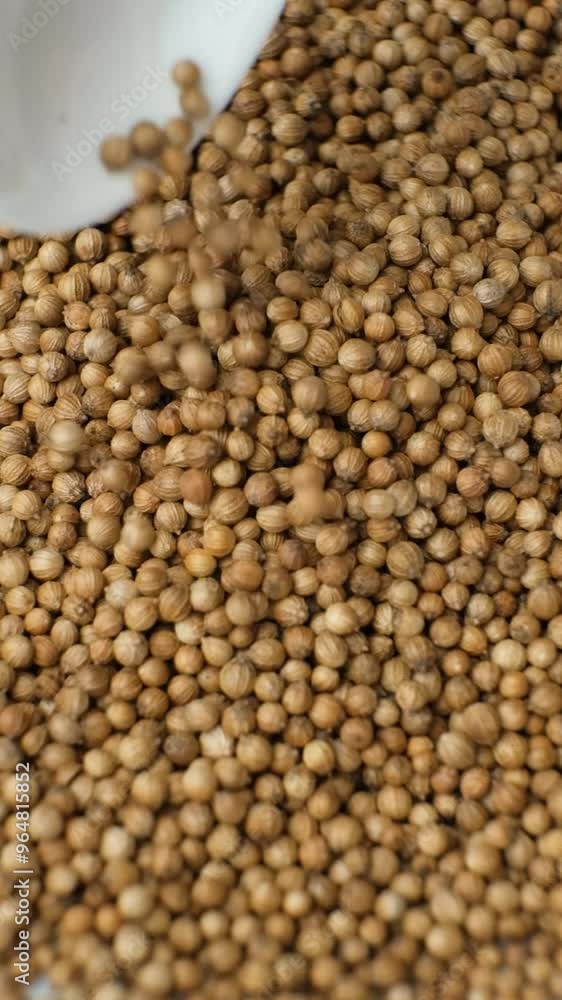 Coriander seeds pouring out of a spoon macro vertical slow motion. Coriander seeds pouring out of a spoon macro vertical slow motion.