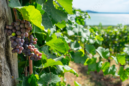 wine grape on field with beautiful lake Balaton view photo