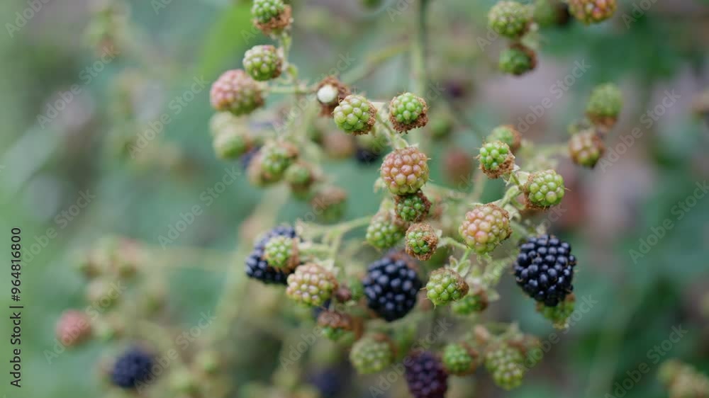 Hand picking ripe blackberries from a bush, featuring both ripe and unripe berries in natural setting. Slow motion Hand picking ripe blackberries from a bush, featuring both ripe and unripe berries in natural setting. Slow motion