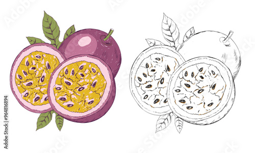 Fresh Passion fruit hand sketch design.